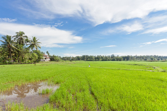 Rice field - Wataddara, Sri Lanka, Asia
