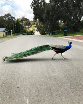 peacock crossing the road, iphone7 image