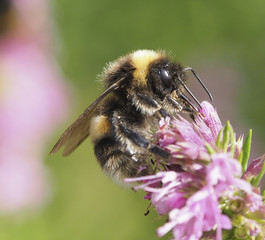 Bumblebee feeding on pink flower