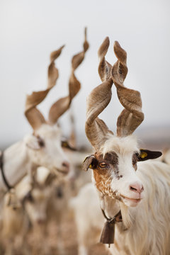 Sicilian Capre Girgentane Goats