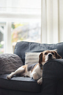 Beagle dog lying on a grey chair at home