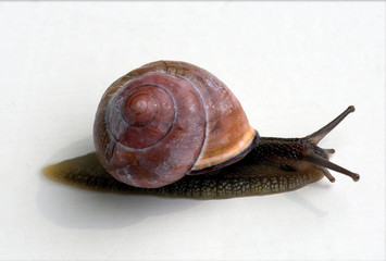 With the house on the back