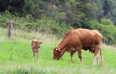 Foto auf Acrylglas Kuh brown suckler cow and its calf on a pasture