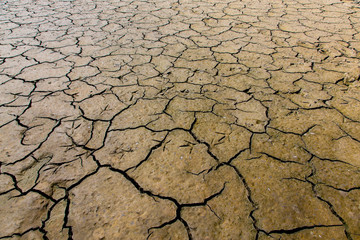 Texture of cracked earth. Traces of seagulls on the ground.
