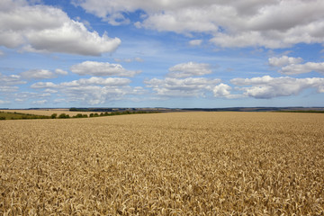 yorkshire wolds wheat fields