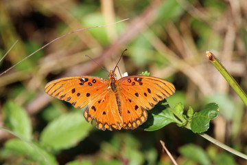 Orange butterfly