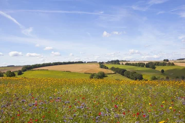Foto auf Acrylglas Wiese, Sumpf summer wildflowers  © emjay smith