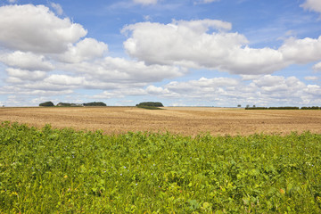 cultivated soil and wildflowers