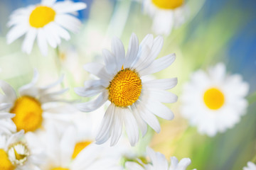 Fototapeta premium Chamomile among flowers
