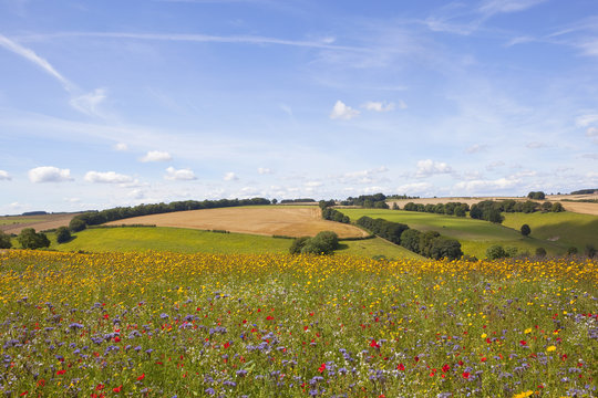 Sommerliche Wildblumen auf bunter Wiese