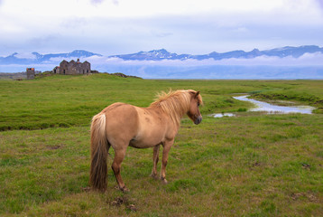 Island-Pony