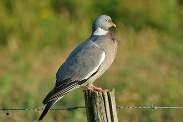wood pigeon on a wood peg with Barbed Wire