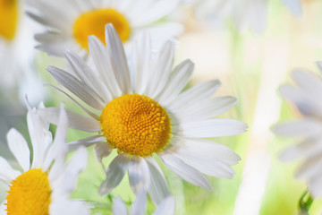 Chamomile among flowers