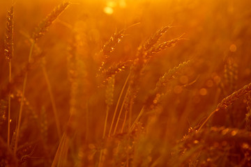 wheat sunset background