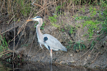 Grey heron