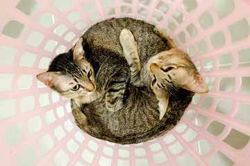 two adorable Cats lying in basket. Lovely Couple family friends sisters time at Home. kittens cuddle snuggle together.