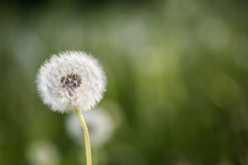 Dandelion tranquil abstract closeup art background. Beautiful blowball.