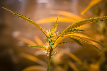 California Cannabis Plant Harvest Moon
