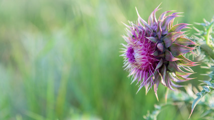 Pink thistle flower in bloom closeup