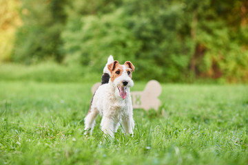 Shot of a happy young fox terrier dog standing outdoors in the park nature friend animals pets happiness lifestyle. 