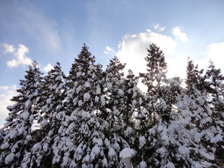 Winter in Japan