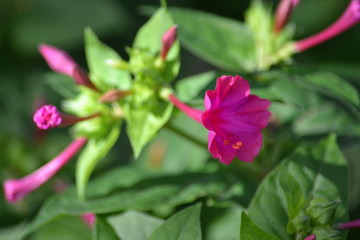 Fototapeta premium fleurs