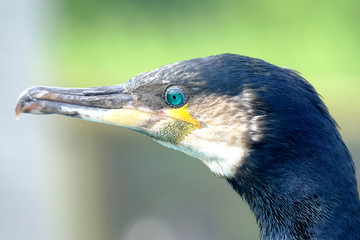 cormoran oiseau mer huppé grand plume bec oeil tête
