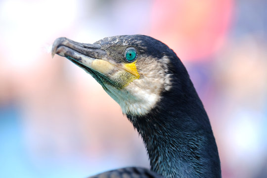 cormoran oiseau mer hupp&eacute; grand plume bec oeil t&ecirc;te