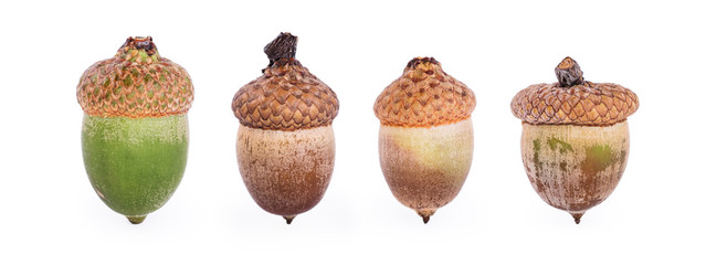 Oak acorn on a white background. Collage. Macro.
