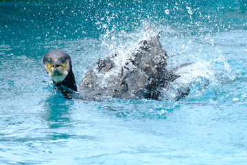 cormoran oiseau mer océan pêche bec eau toilette animal nettoyage aile