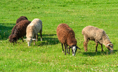 Sheep in a pasture