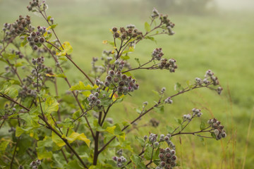Flowering Great Burdock (Arctium lappa)