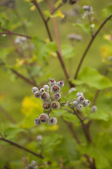 Flowering Great Burdock (Arctium lappa)