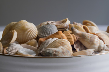 seashells close up