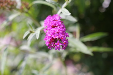 Sommer