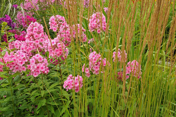 Blumenbeet mit Ziergras und Phlox