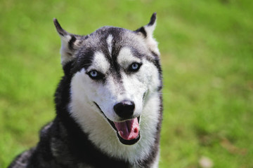 chien de race husky sibérien