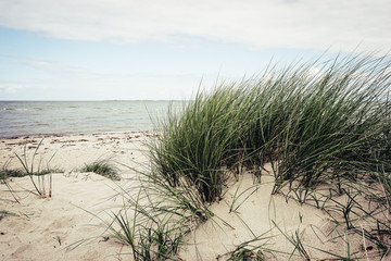 dunes baltic sea