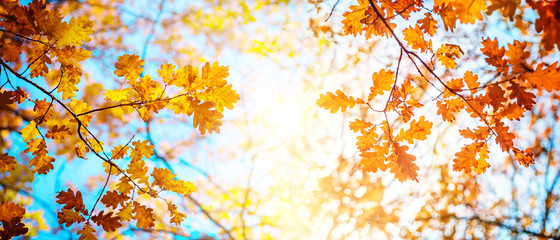 Fototapeta na wymiar Autumn landscape. Autumn tree leaves sky background.