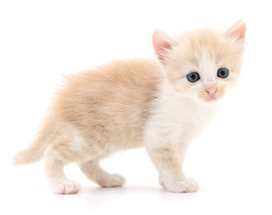 Obraz premium Small brown kitten.