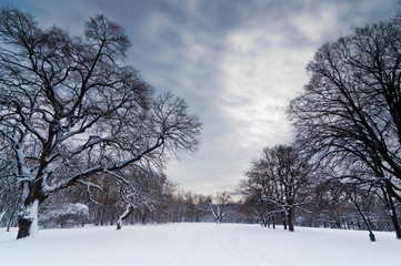 Snow path through forest clearing under heavy winter clouds, Kosutnjak forest, Belgrade, Serbia