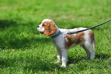 chien de race épagneul cavalier king Charles Spaniel