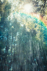 Rain falling in forest as sunshines through rainbow - 167969859