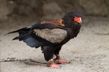 Oiseau de Proie