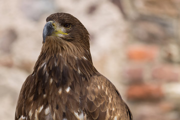 Oiseau de Proie