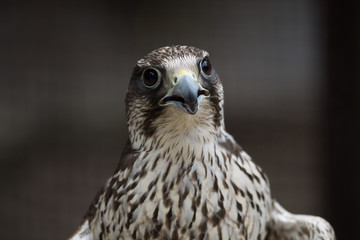 Oiseau de Proie