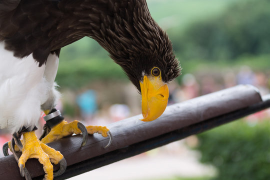 Oiseau de Proie