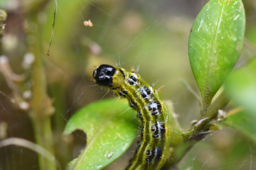 Close-up of a caterpillar of the box tree moth (Cydalima perspectalis)
