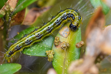 Naklejka premium Close-up of a caterpillar of the box tree moth (Cydalima perspectalis)