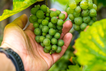 Hand holding grapes, grape harvest
